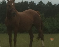 broodmare Pigala (Belgian Warmblood, 1992, from Sioux de Baugy)