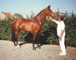 Zuchtstute Natifka van de Herkkant (Belgisches Warmblut, 1990, von Furioso Z)