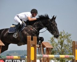 Springpferd Capriati (Belgisches Warmblut, 2002, von Kannan)