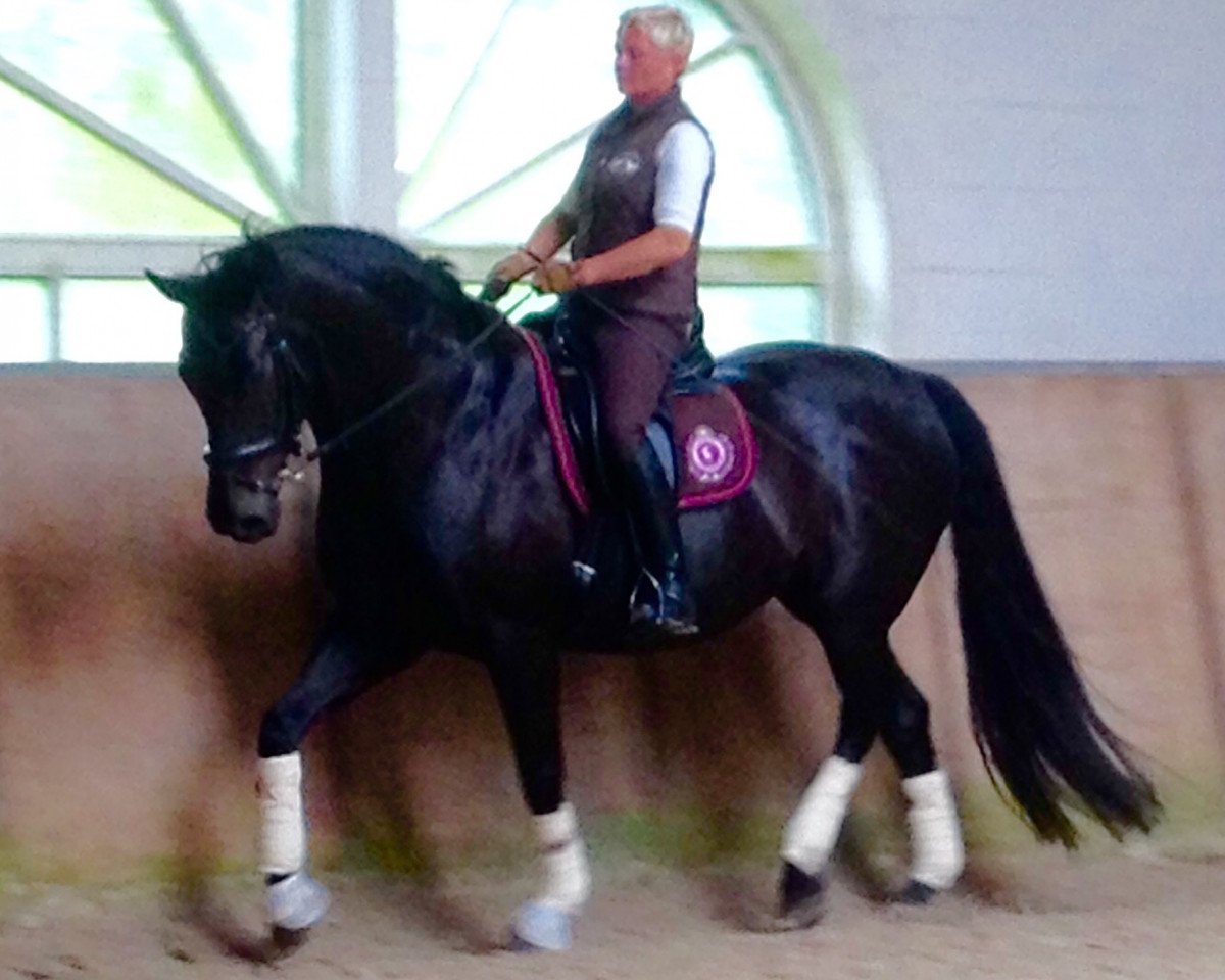 dressage horse Grace D. (Oldenburg, 2001, from Sunny-Boy)