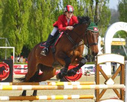 Springpferd Checkpoint ONE (Österreichisches Warmblut, 2007, von Caretello B)