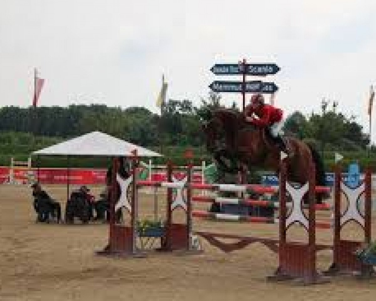 Springpferd Charles 2 (Holsteiner, 2004, von Chico's Boy)