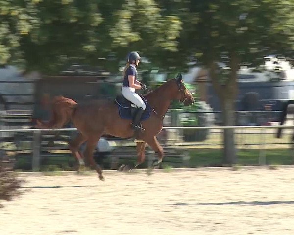 Reitturnier Rot am See- Musdorf 2019