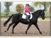 jumper Boy Bennett (Welsh-Cob (Sek. C), 2000, from Bocksbuehl Brondo)