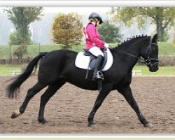 jumper Boy Bennett (Welsh-Cob (Sek. C), 2000, from Bocksbuehl Brondo)