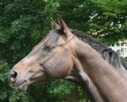 dressage horse Keltic Summer BS (Trakehner, 2004, from Hibiskus)