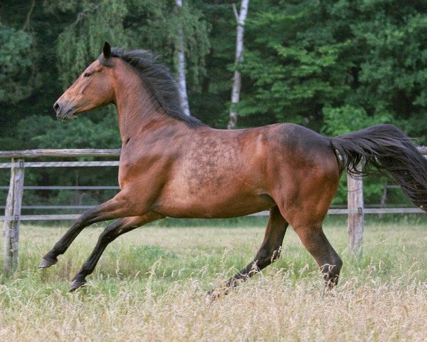 broodmare Liebgart (Hanoverian, 1985, from Cagliostro xx)