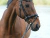 dressage horse Lauriston 9 (KWPN (Royal Dutch Sporthorse), 1994, from Lauriston)