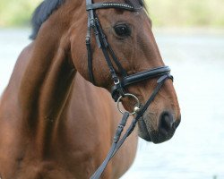 dressage horse Lauriston 9 (KWPN (Royal Dutch Sporthorse), 1994, from Lauriston)