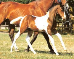 stallion Chapeau van Overis Z (Zangersheide riding horse, 2010, from Casper van Erpekom Z)