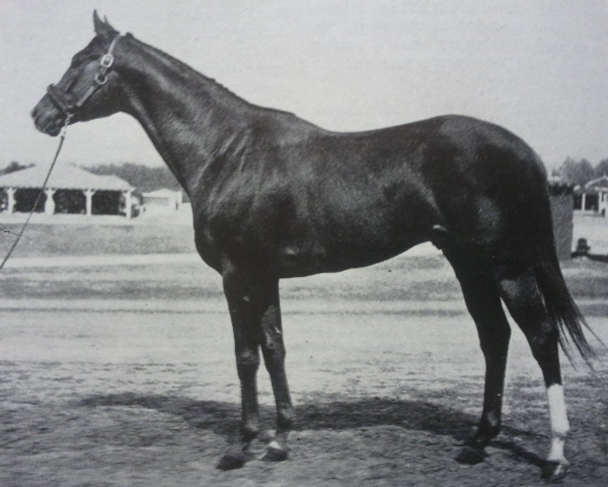 Deckhengst Mongo xx (Englisches Vollblut, 1959, von Royal Charger xx)