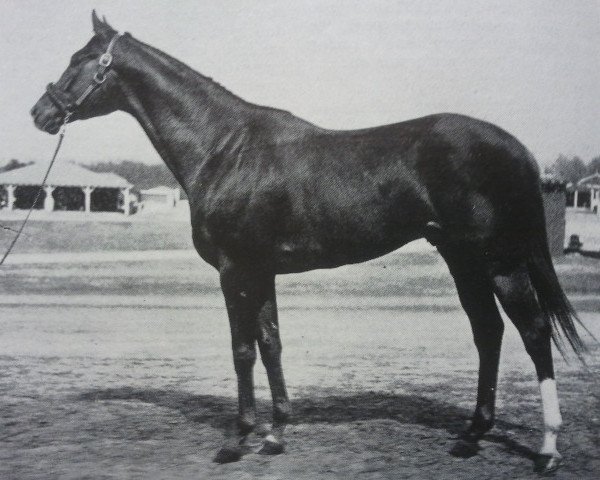 stallion Mongo xx (Thoroughbred, 1959, from Royal Charger xx)