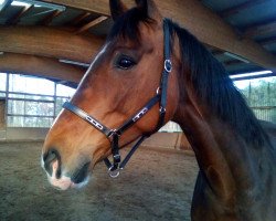 dressage horse Gisela 40 (Oldenburg, 2007)