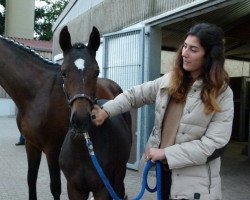 dressage horse Loudzi Gold (Hanoverian, 2016, from Livaldon)