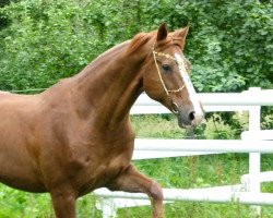 jumper Deutsche Treue (Hanoverian, 2002, from Drosselklang II)