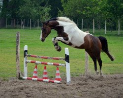 jumper Soraya (Pinto / Small Riding Horse, 2010, from Showtime)