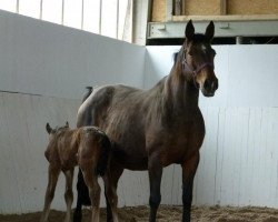 broodmare Firestar G (Hanoverian, 1997, from Falkland)