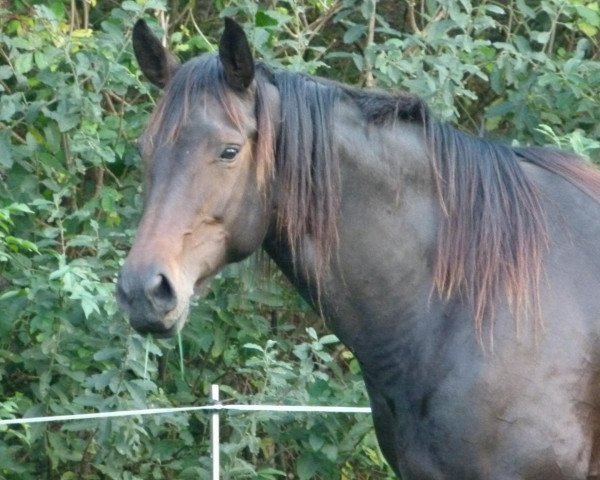 broodmare Royal Kelly (Oldenburg, 2011, from Royal Doruto OLD)