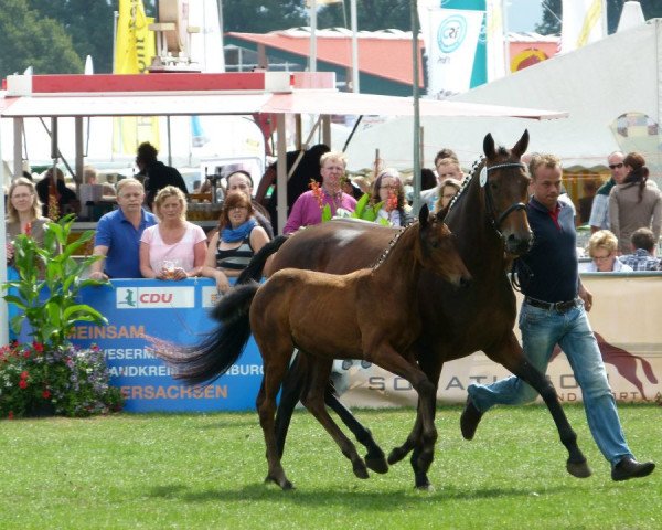 broodmare Wie Kelly (Hanoverian, 2003, from Waterford)