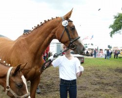 broodmare Lady Godiva (Oldenburg, 2007, from Lord Weingard)