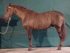 stallion Royal Ardent (Selle Français, 1983, from Grand Veneur)