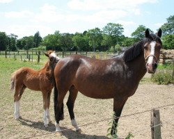 Zuchtstute Dorena (Deutsches Reitpony, 2011, von FS Dorinkort)