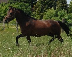 Zuchtstute Carlotta (Oldenburger Springpferd, 2005, von Colander)