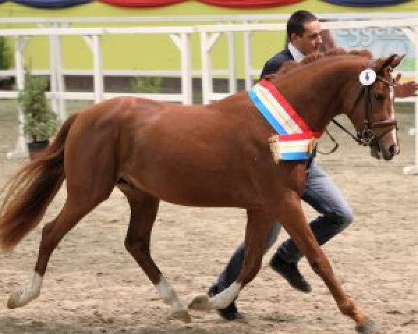 stallion Kampino 16 (German Riding Pony, 2014, from King Bjuti)