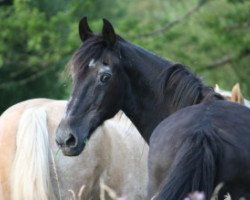 broodmare Sunflowers Princess (Welsh-Cob (Sek. D), 1979, from Llanarth (E) Lucian)