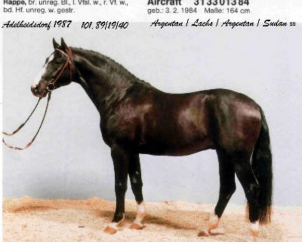 horse Avabou (Oldenburg,  , from Aircraft)