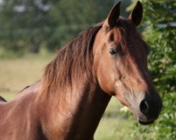 Zuchtstute Princess Vesta (Welsh-Cob (Sek. D), 1996, von Randeck Tristan)