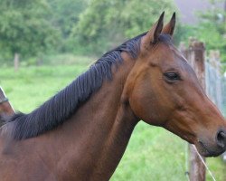 horse Scurrier xx (Thoroughbred, 1999, from Monsun xx)