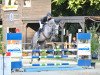 jumper Pep Le Grand (Oldenburg show jumper, 2010, from Cassini II)