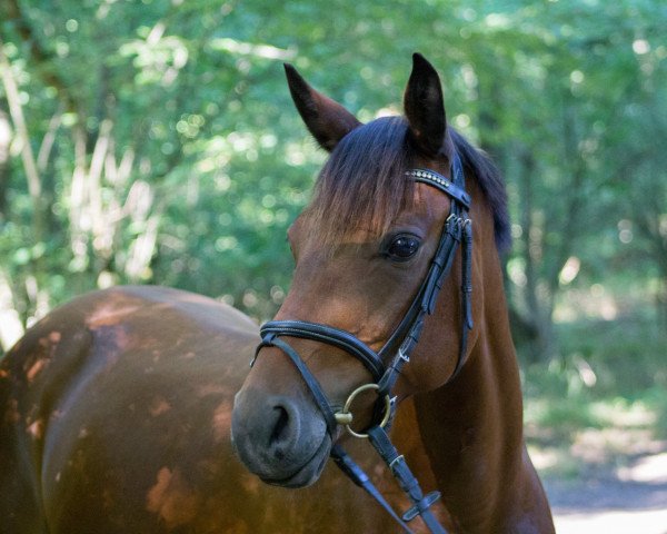 jumper Magic's Larina (German Riding Pony, 2005, from Lagos 72)