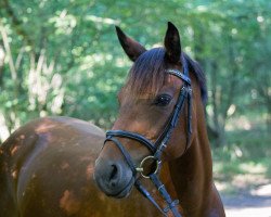 Pferd Magic's Larina (Deutsches Reitpony, 2005, von Lagos 72)