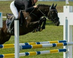 jumper Brando (German Riding Pony, 2009, from Bismarck)