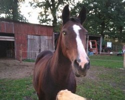 horse Grande Nola (Hanoverian, 1993, from Graf Remus)