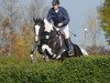 jumper Captain Karacho (German Warmblood, 2008, from Charming Irco)