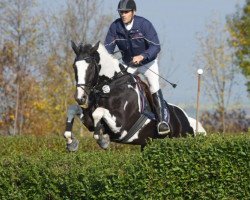 Springpferd Captain Karacho (Deutsches Reitpferd, 2008, von Charming Irco)