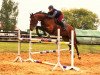 broodmare La Vie 53 (Oldenburg show jumper, 2011, from Last Man Standing)