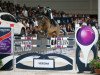 jumper Hope van Scherpen Donder (Belgian Warmblood, 2007, from Quadrillo)