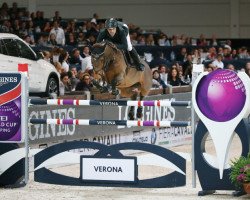 jumper Hope van Scherpen Donder (Belgian Warmblood, 2007, from Quadrillo)