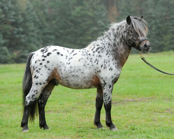 stallion Fussel (Dt.Part-bred Shetland pony, 2011, from Fantastico)