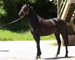 dressage horse Dr. Music D (Bavarian, 2014, from Birkhofs Denario)