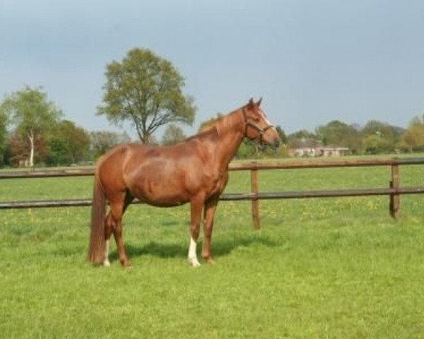 broodmare Wies Avanta (KWPN (Royal Dutch Sporthorse), 2003, from BMC Nassau)