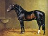 stallion Ramiro Z (Holsteiner, 1965, from Raimond)