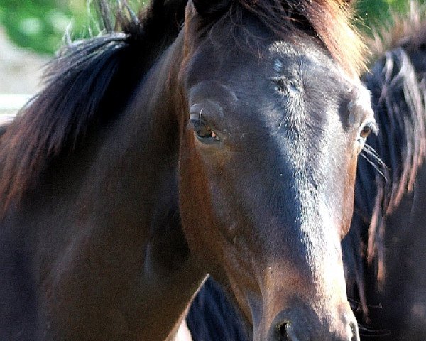 dressage horse SWAROVSKI Junior (Oldenburg, 2015, from Swarovski)