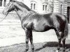 stallion Northern Light xx (Thoroughbred, 1950, from Prince Bio xx)