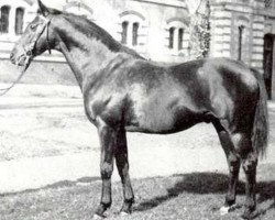 stallion Northern Light xx (Thoroughbred, 1950, from Prince Bio xx)