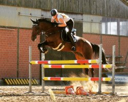 jumper Lillifee (German Sport Horse, 2006, from Loreto)